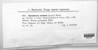 Ganoderma lucidum image